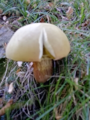 Suillellus luridus