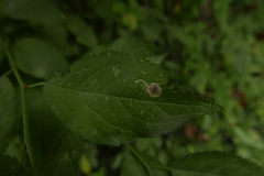 Stigmella plagicolella