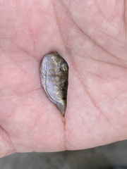 Sphoeroides maculatus