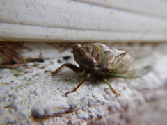 Diceroprocta olympusa