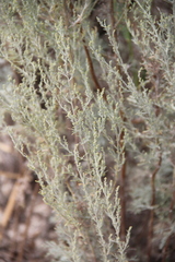 Artemisia taurica