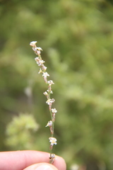 Polygonum patulum