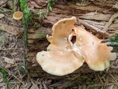 Tapinella panuoides