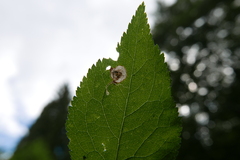 Stigmella plagicolella
