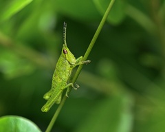 Sphenarium purpurascens