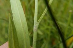 Erysiphe aquilegiae ranunculi