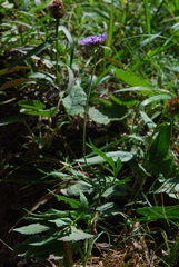 Scabiosa velenovskiana