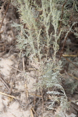 Artemisia taurica
