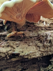 Tapinella panuoides