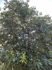 Ficus