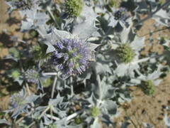 Eryngium maritimum