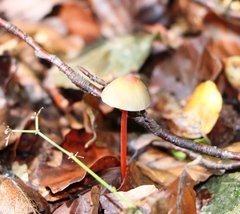 Mycena crocata
