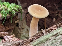 Tapinella panuoides