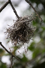 Tillandsia capillaris