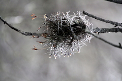 Tillandsia capillaris