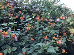 Danaus erippus