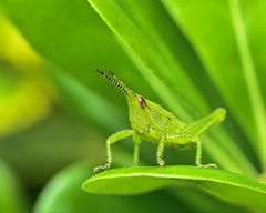 Sphenarium purpurascens