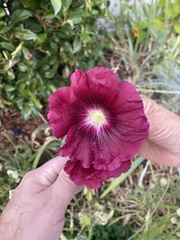 Alcea