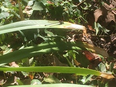 Zygoptera