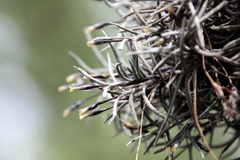 Tillandsia capillaris