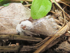 Tolype velleda