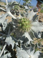 Eryngium maritimum