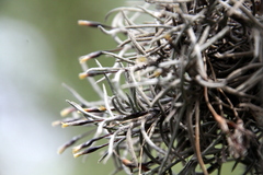 Tillandsia capillaris