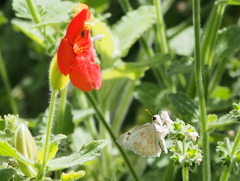 Heliopetes ericetorum