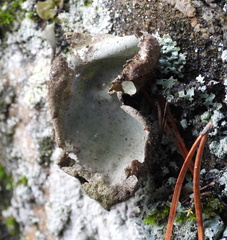 Umbilicaria hirsuta