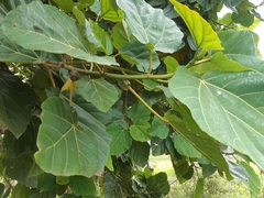 Ficus sycomorus