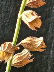 Salvia reflexa