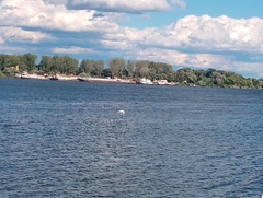 Egretta garzetta