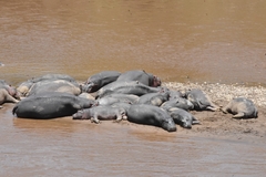 Hippopotamus amphibius
