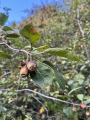 Malus fusca
