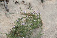 Cakile maritima euxina