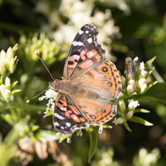Vanessa braziliensis