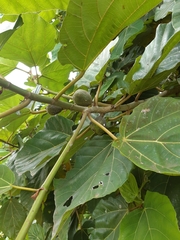 Ficus sycomorus