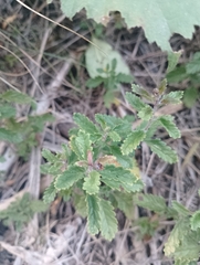 Teucrium