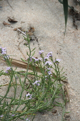 Cakile maritima euxina