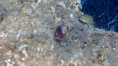 Sparisoma cretense