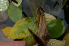 Lycosidae