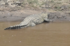 Crocodylus niloticus