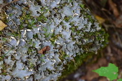 Peltigera elisabethae