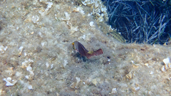 Sparisoma cretense