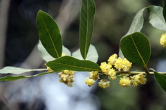 Laurus