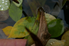 Lycosidae