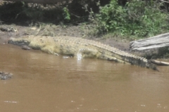 Crocodylus niloticus