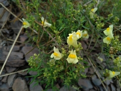 Linaria vulgaris