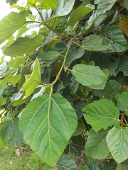 Ficus sycomorus