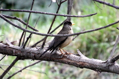 Turdus falcklandii